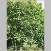 Prunus lusitanica.JPG